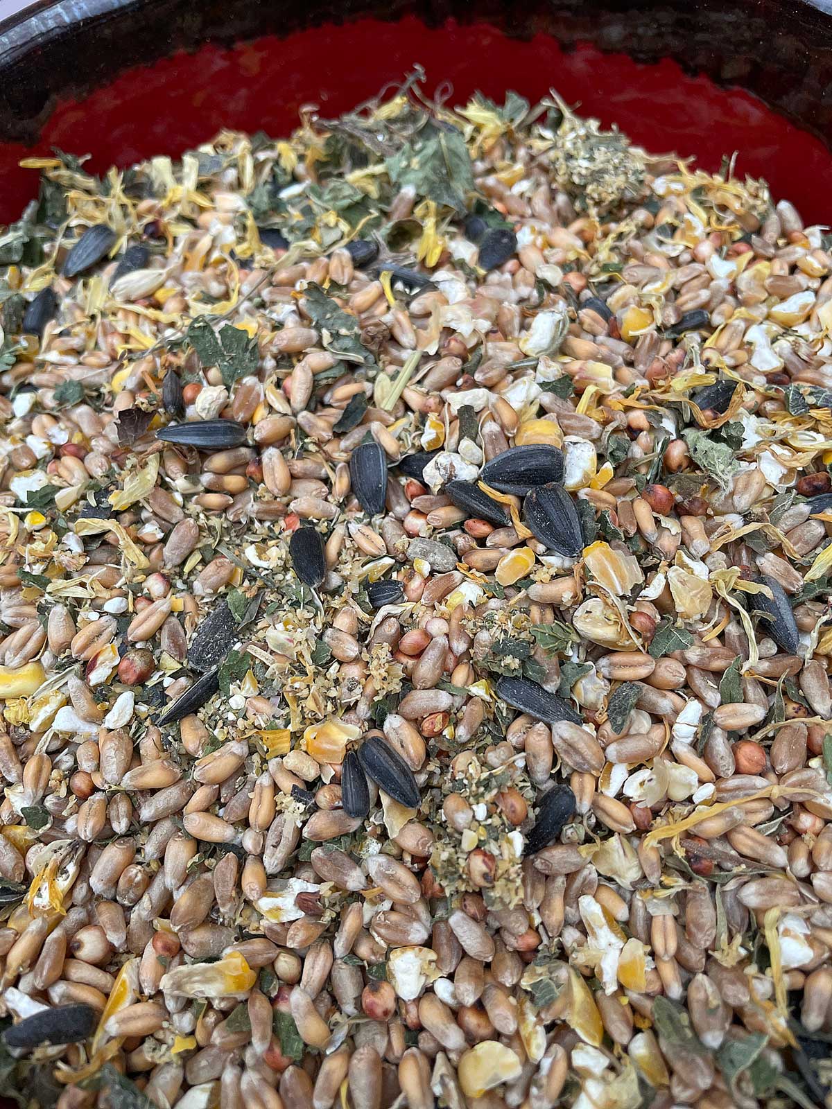 Herbal Treats for Chickens