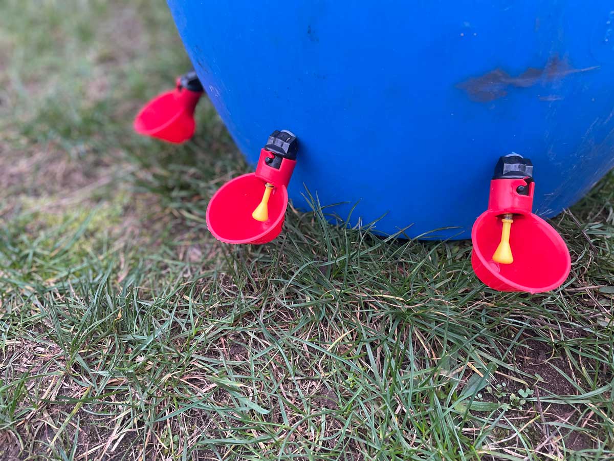 Drinker cups - make your own chicken drinkers (pack of 5)